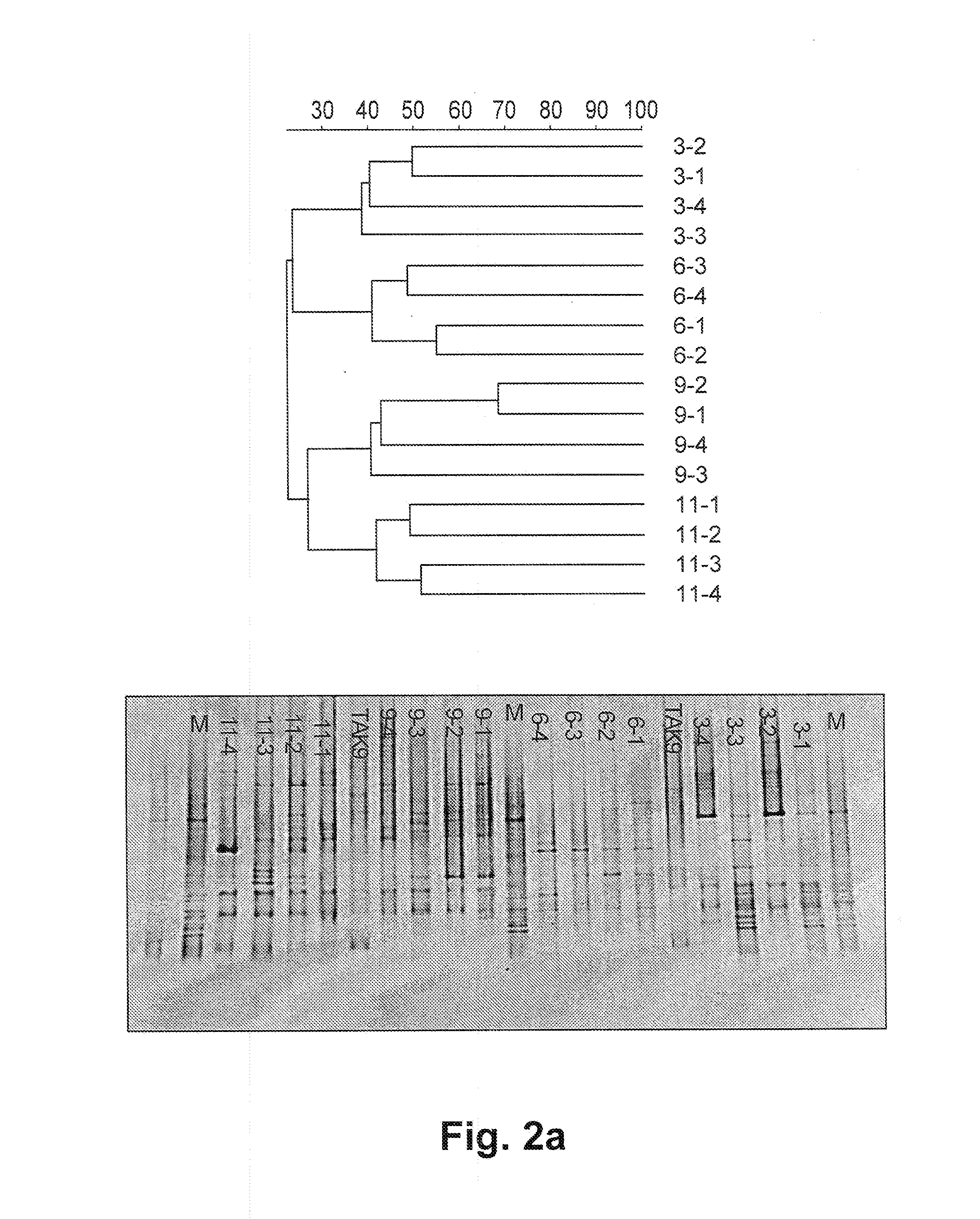 Lactobacillus plantarum inducia dsm 21379 as enhancer of cellular immunity, hypocholesterolemic and Anti-oxidative agent and antimicrobial agent against clostridium difficile