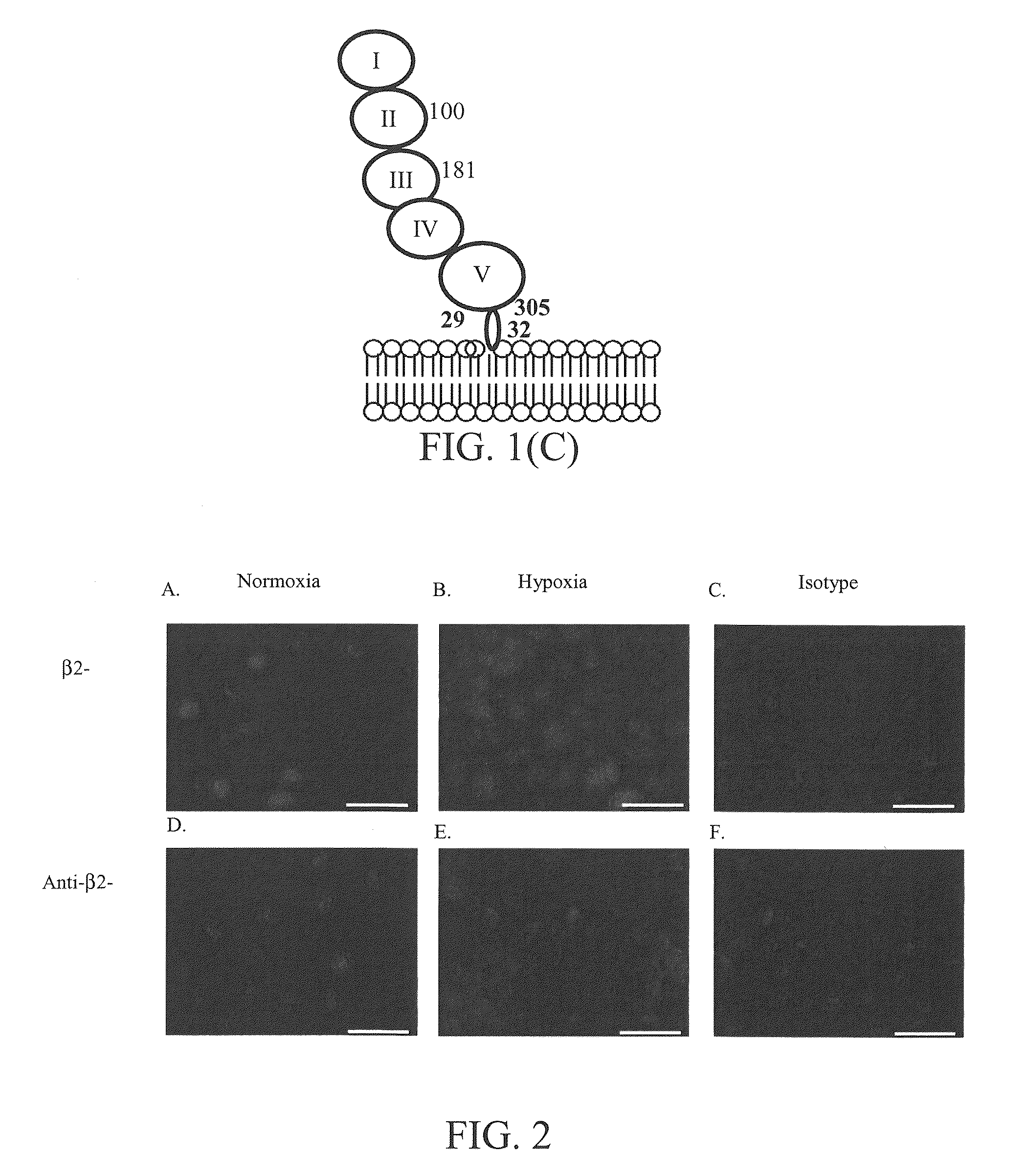 β2-glycoprotein I peptide inhibitors