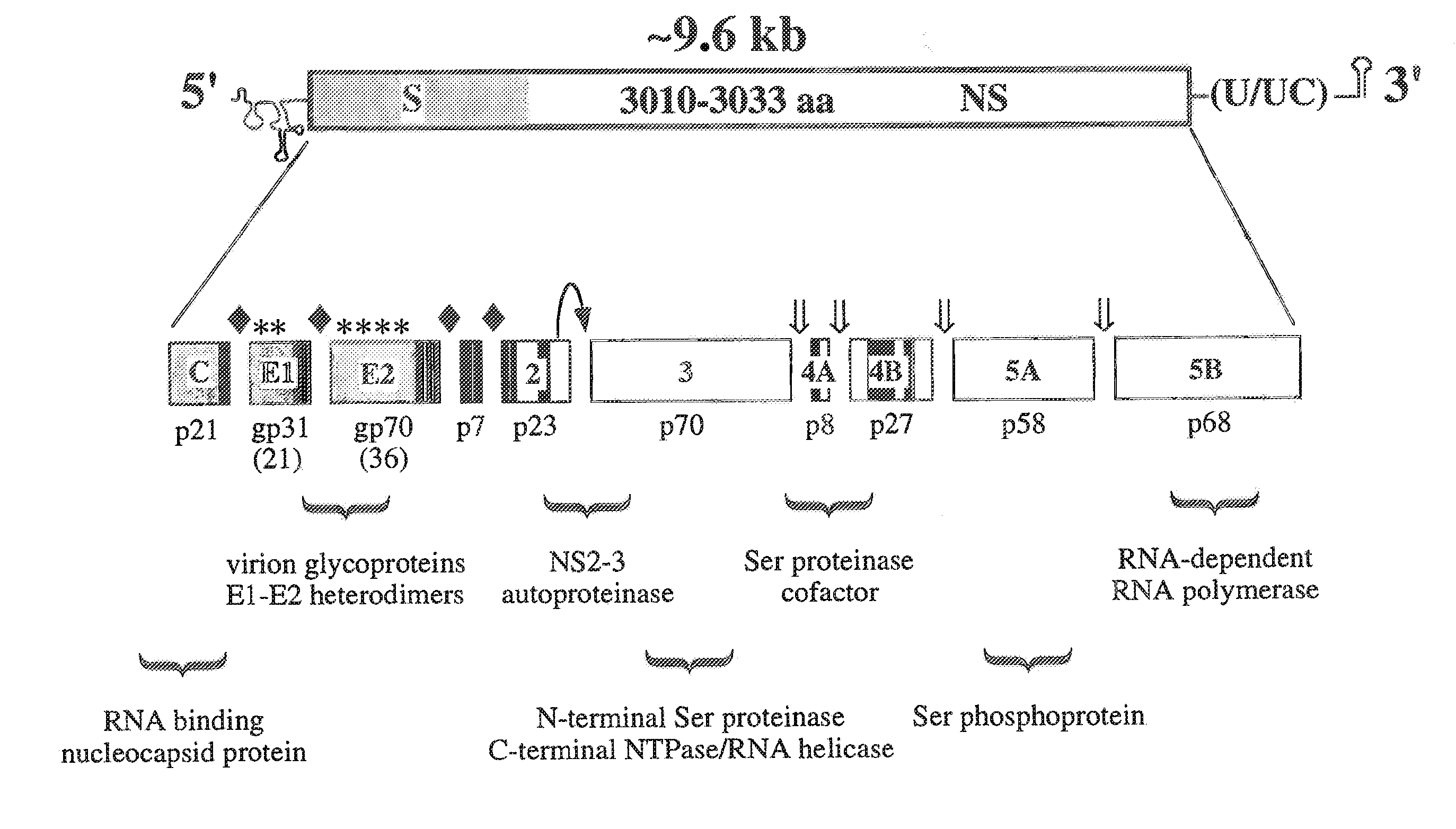 HCV Variants and Related Methods