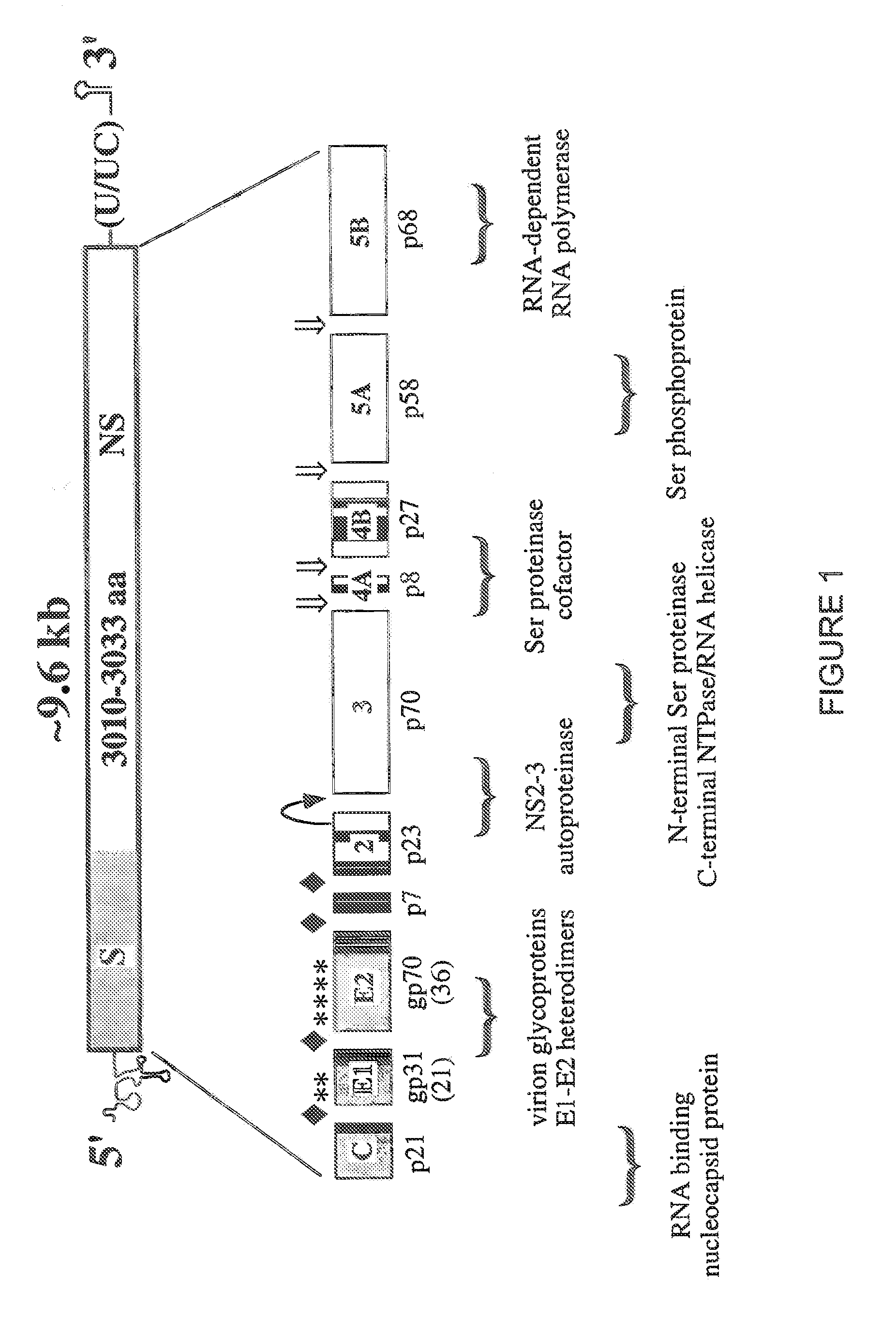 HCV Variants and Related Methods