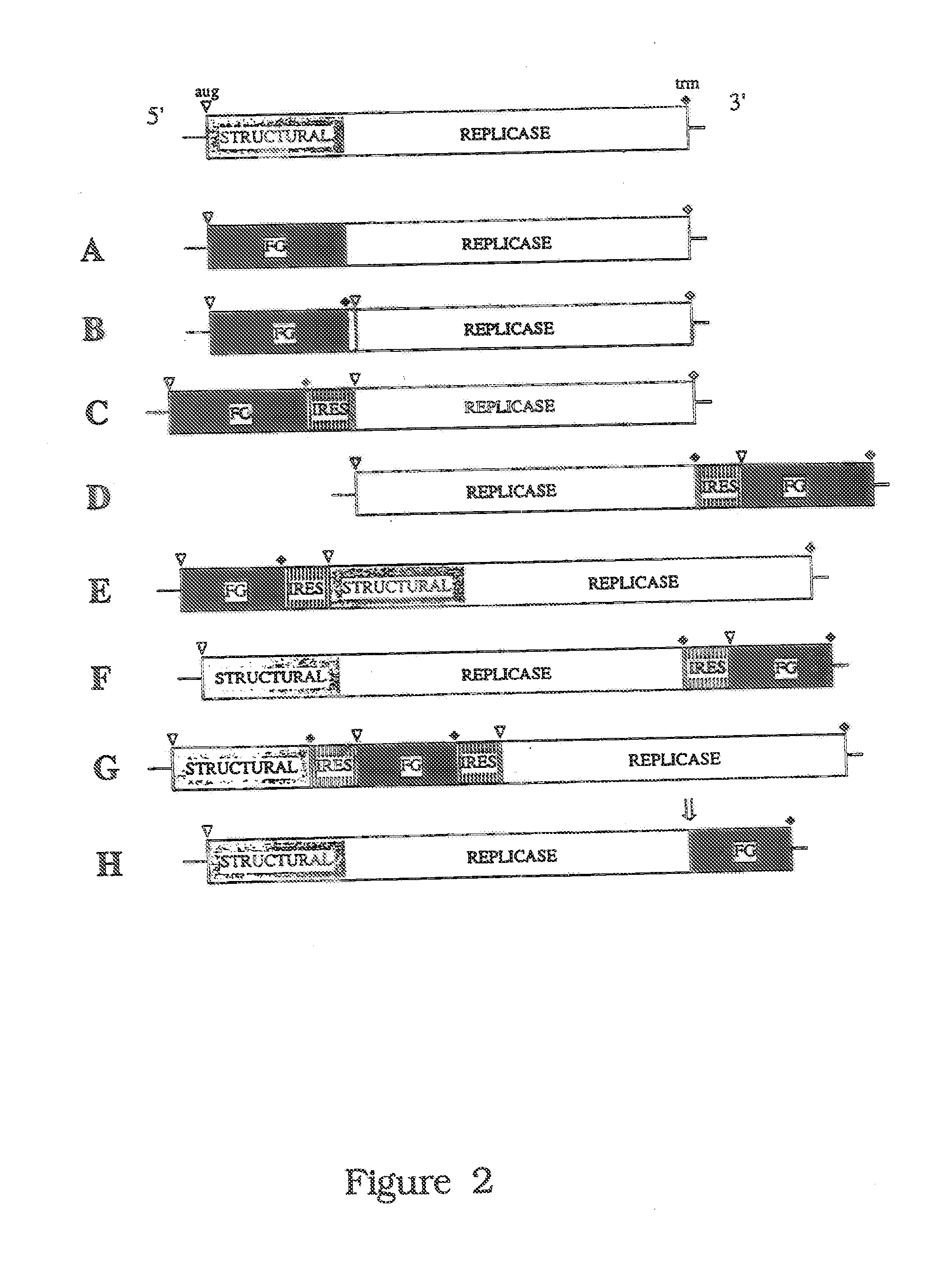 HCV Variants and Related Methods