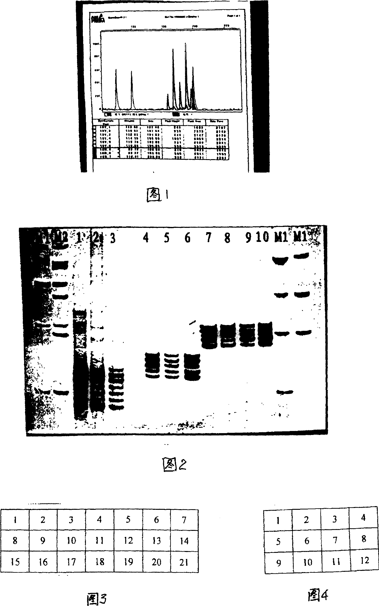 New technique for preparing STR allelomorphic gene stairs and kit possessing the stairs