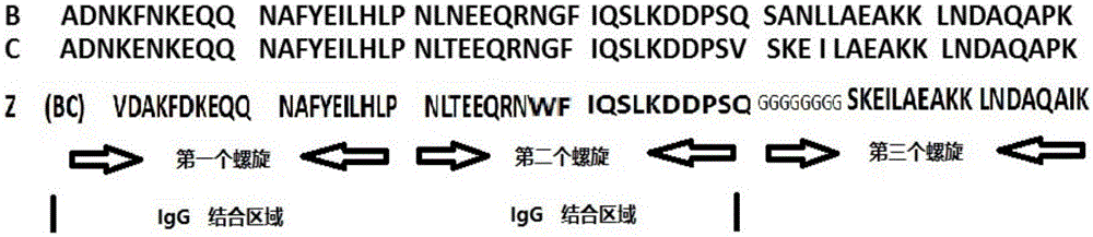 Recombinant protein A as well as coding gene and application thereof