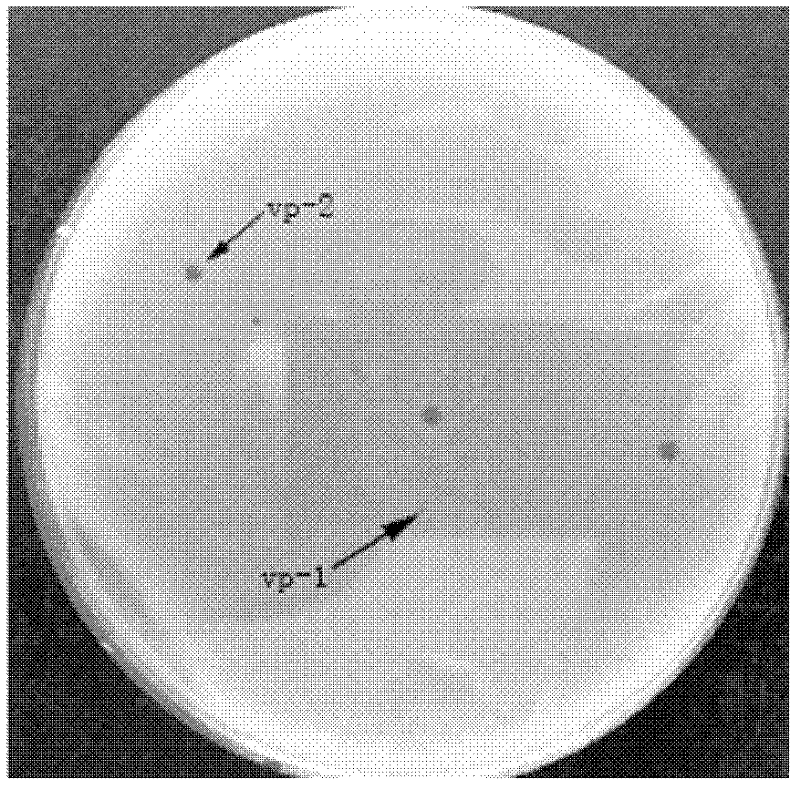 Preparation of two lytic vibrio harveyi bacteriophage preparations, and application thereof