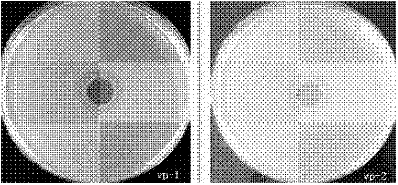 Preparation of two lytic vibrio harveyi bacteriophage preparations, and application thereof