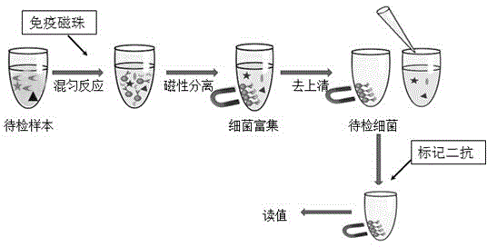 Method for rapidly detecting gram negative and positive bacteria