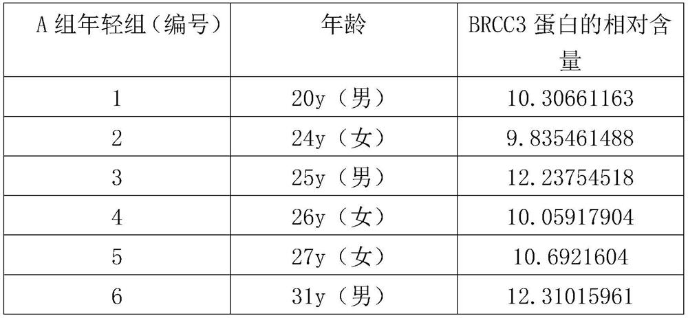 Skin aging protein marker-BRCC3 protein and non-invasive extraction method thereof