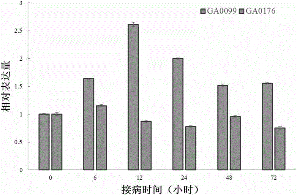 Anti-verticillium-wilt associated protein GaRPL18 of cotton and encoding gene and application thereof