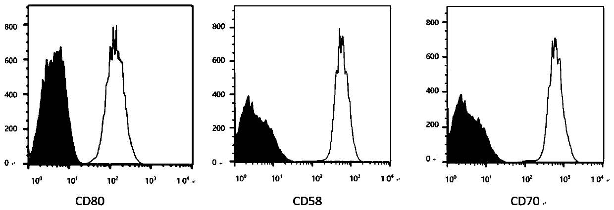 Gene, vector and method for preparing immortalized dendritic cells and immortalized dendritic cells