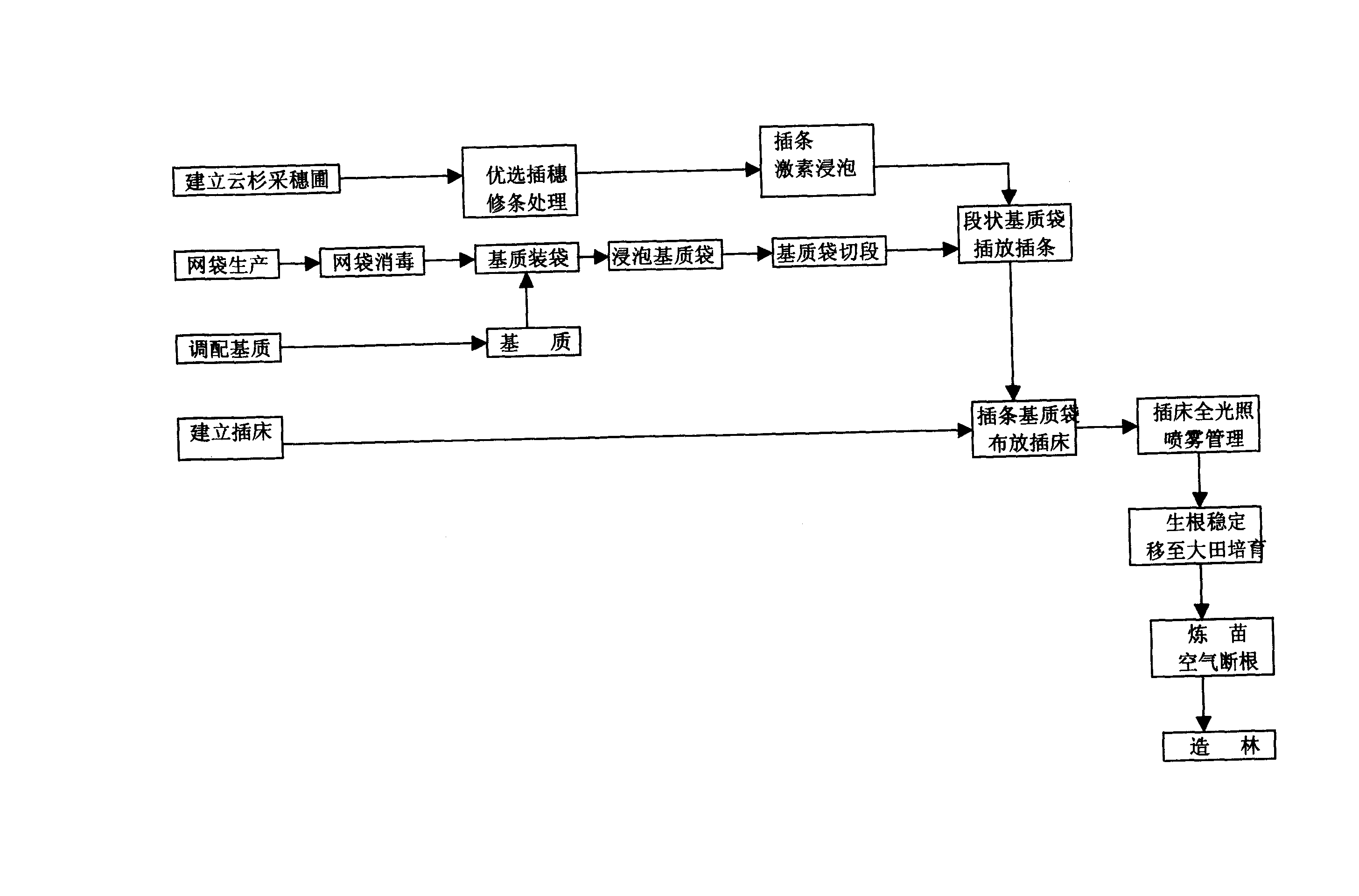 Industrial cuttage method for growing sapling of dragon spruce in high-elevation region