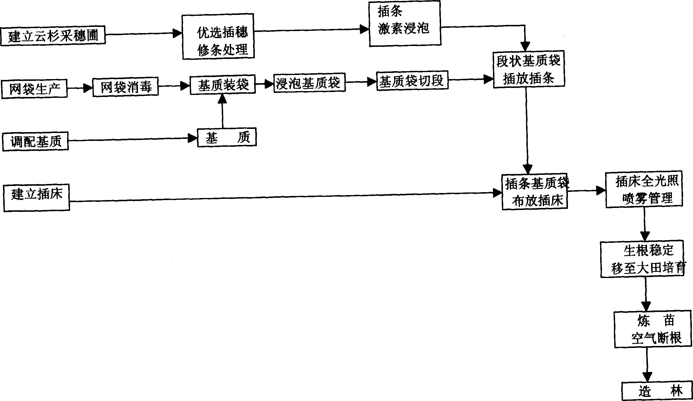 Industrial cuttage method for growing sapling of dragon spruce in high-elevation region