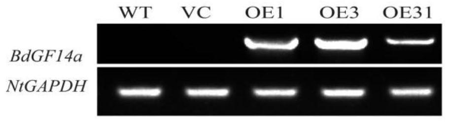 Brachypodium distachyon Drought Tolerance Tolerance Gene And Its Encoded Protein And Its Application