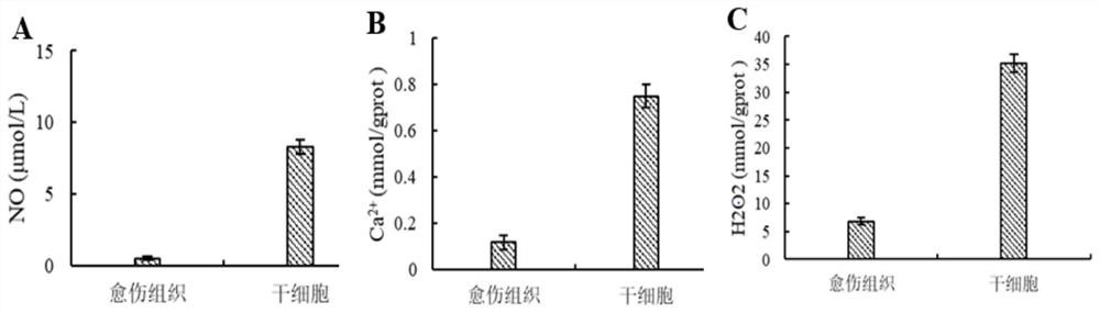 Induction and in-vitro culture method of plant stem cells derived from apical meristem of catharanthus roseus roots