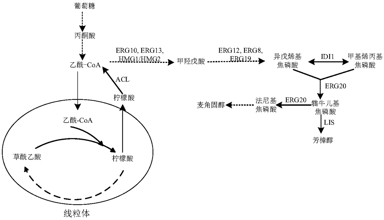 Yarrowia lipolytica genetically engineered bacterium for producing linalool and application of Yarrowialipolytica genetically engineered bacterium