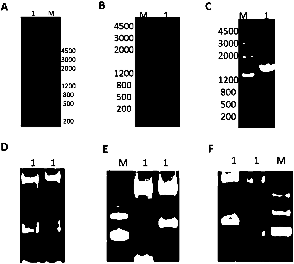 Yarrowia lipolytica genetically engineered bacterium for producing linalool and application of Yarrowialipolytica genetically engineered bacterium