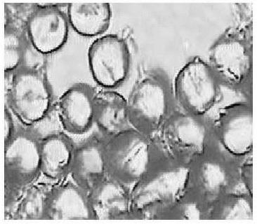 Qualitative detection method for EKS fibers