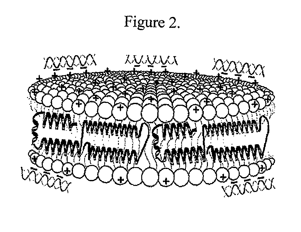 Lipophilic nucleic acid delivery vehicle and methods of use thereof