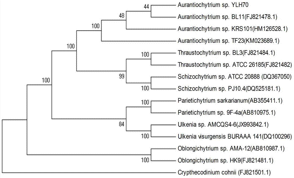 Aurantiochytrium sp. YLH70 and application of Aurantiochytrium sp. YLH70 for synthesizing DHA