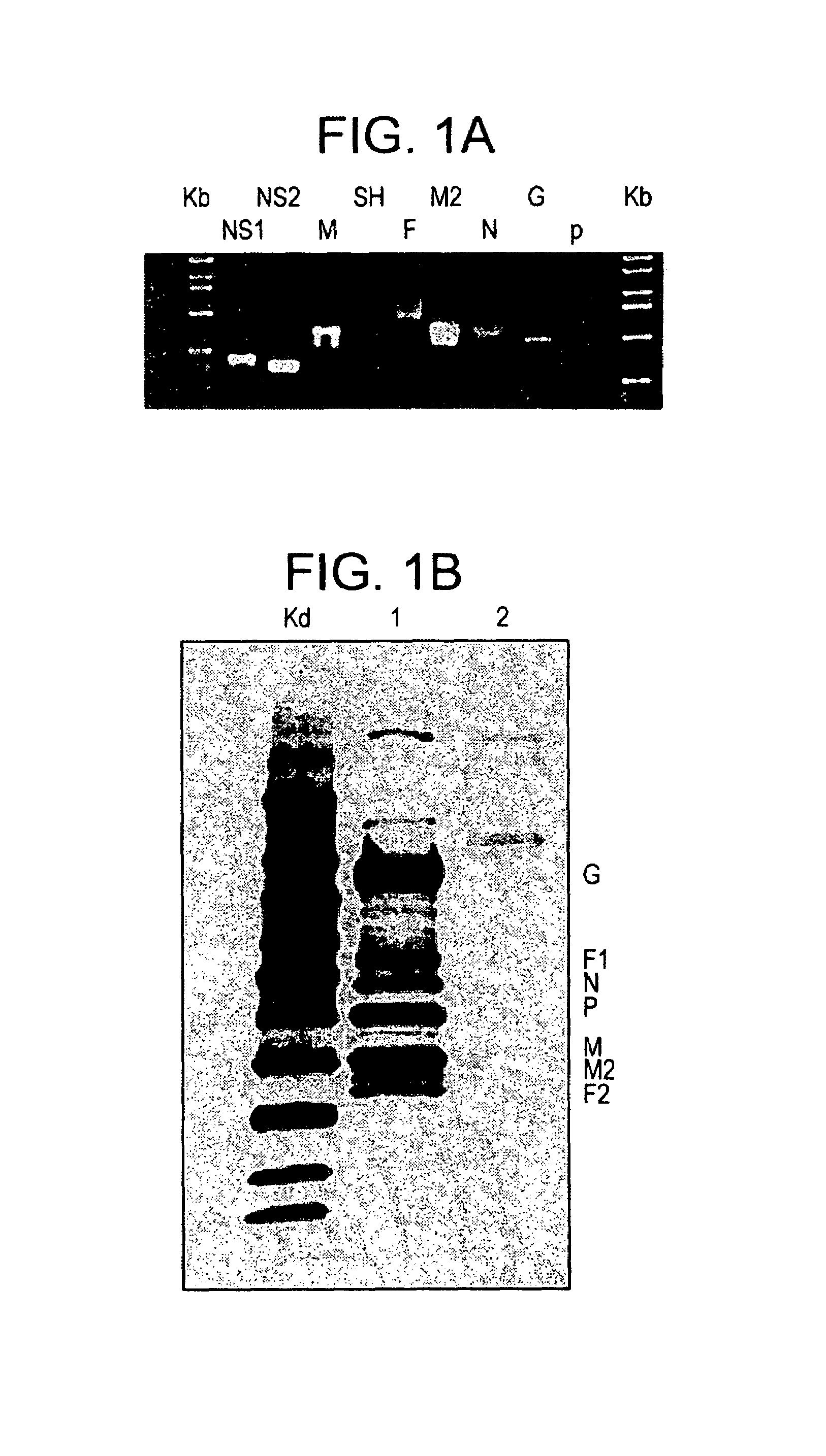 Gene expression vaccine