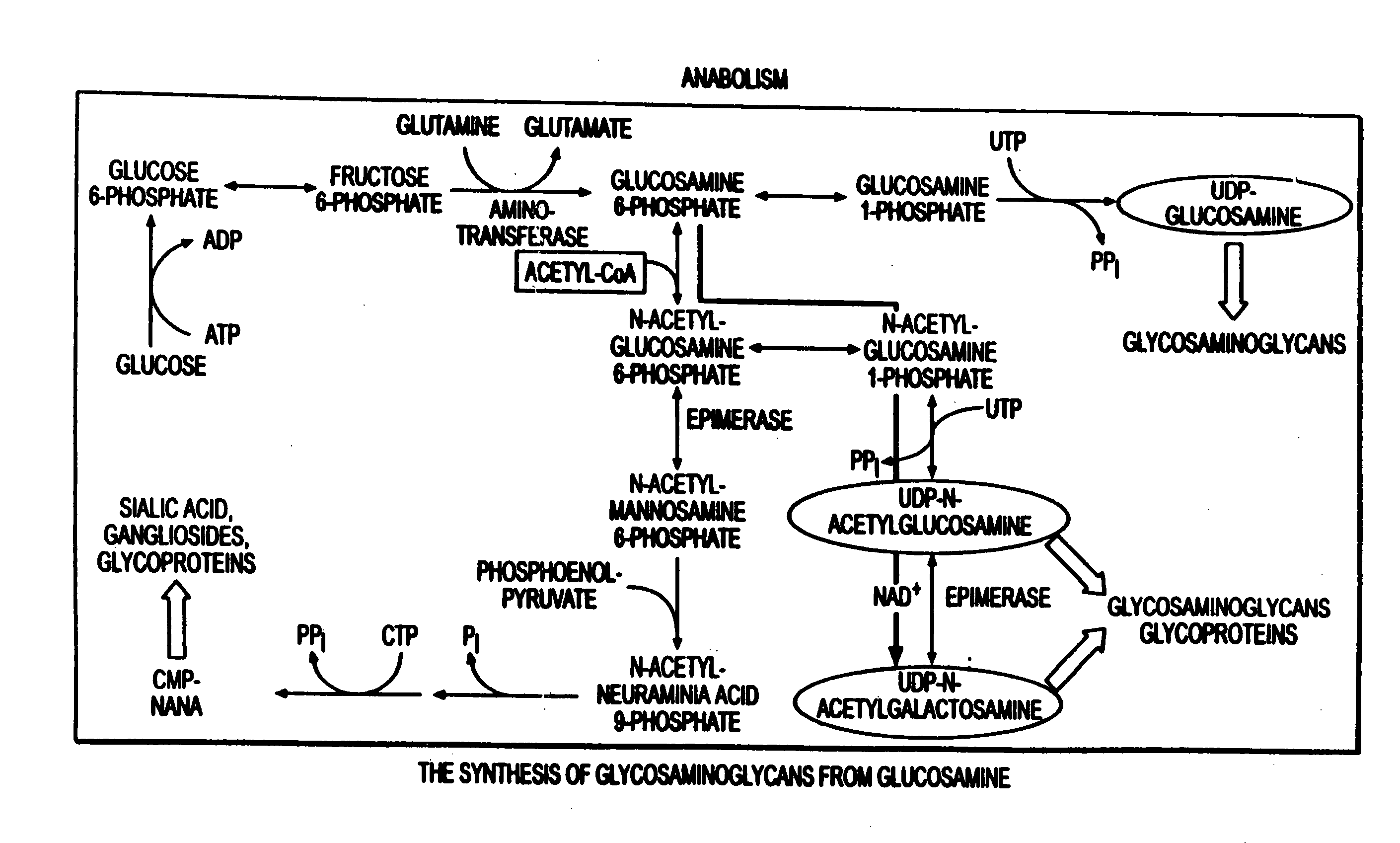 Use of anabolic agents, anti-catabolic agents, antioxidant agents and analgesics for protection, treatment and repair of connective tissues in humans and animals