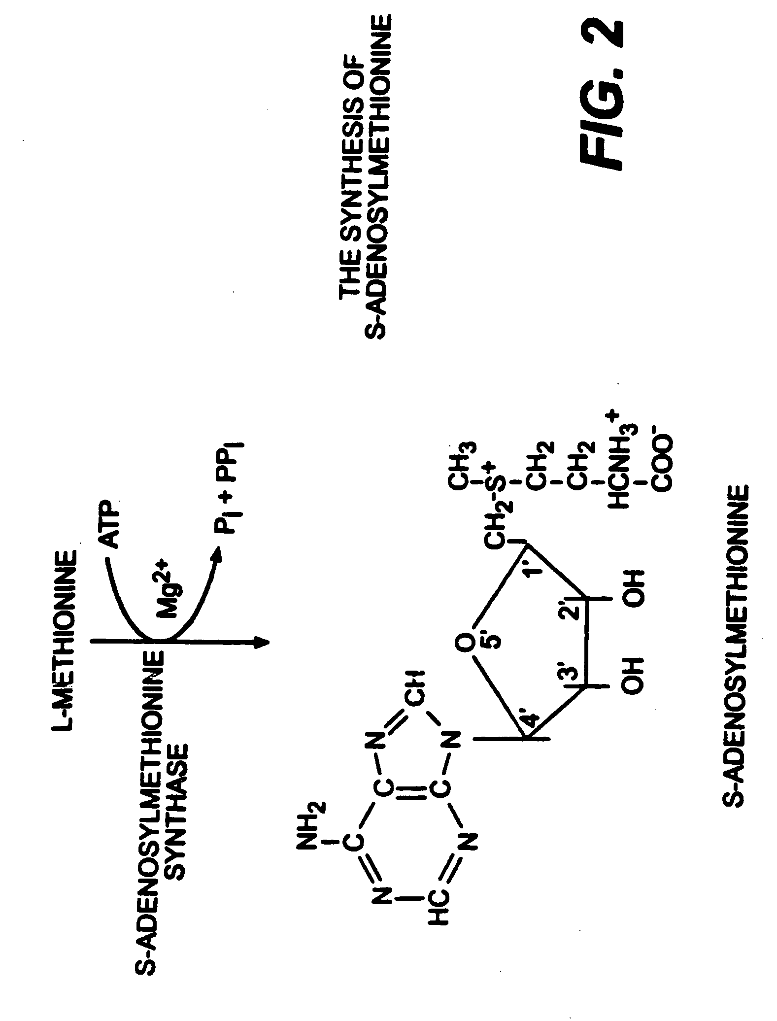 Use of anabolic agents, anti-catabolic agents, antioxidant agents and analgesics for protection, treatment and repair of connective tissues in humans and animals