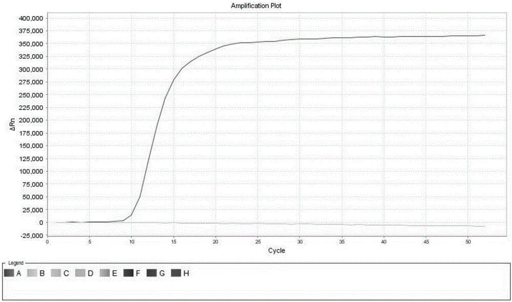 Fluorescent LAMP primer used for detecting vesicular stomatitis virus and detecting method