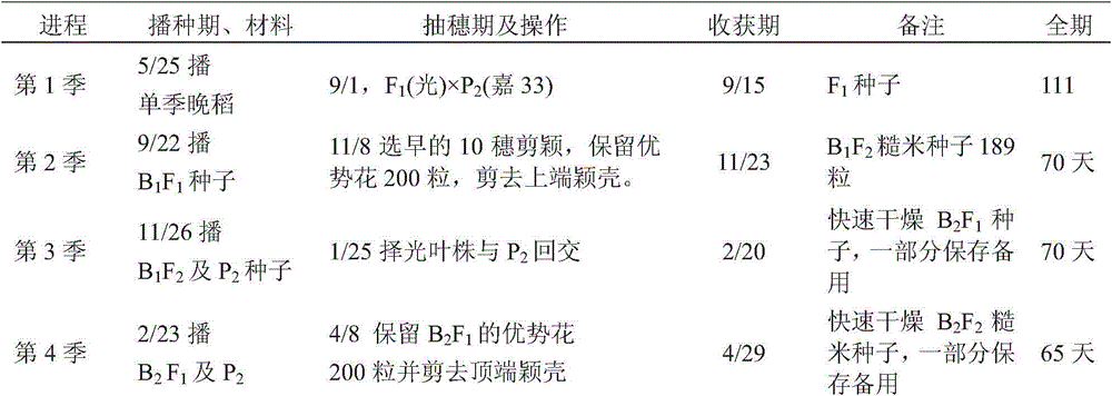 Method for breeding multiple generations of paddy rice in one year