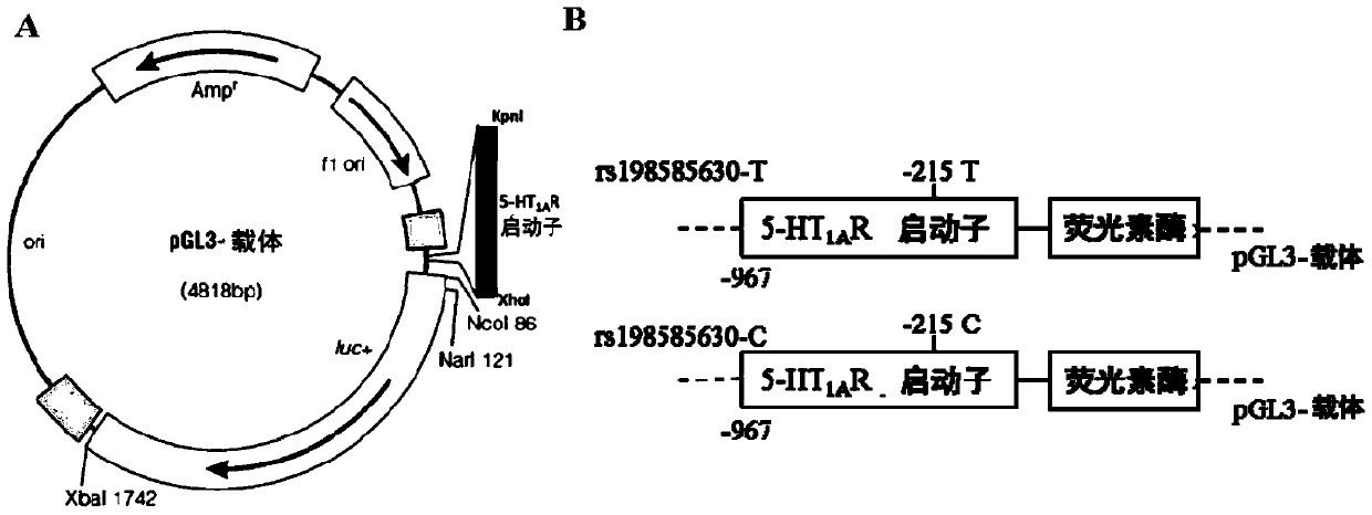 Genetic markers of susceptibility to electromagnetic radiation