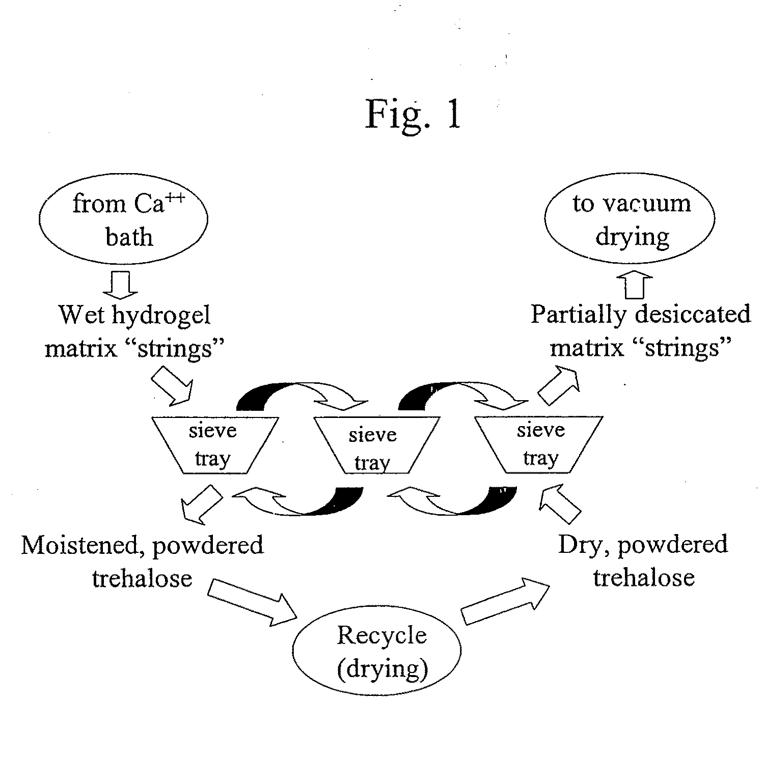 Delivery vehicle for probiotic bacteria comprising a dry matrix of polysaccharides, saccharides and polyols in a glass form and methods of making same