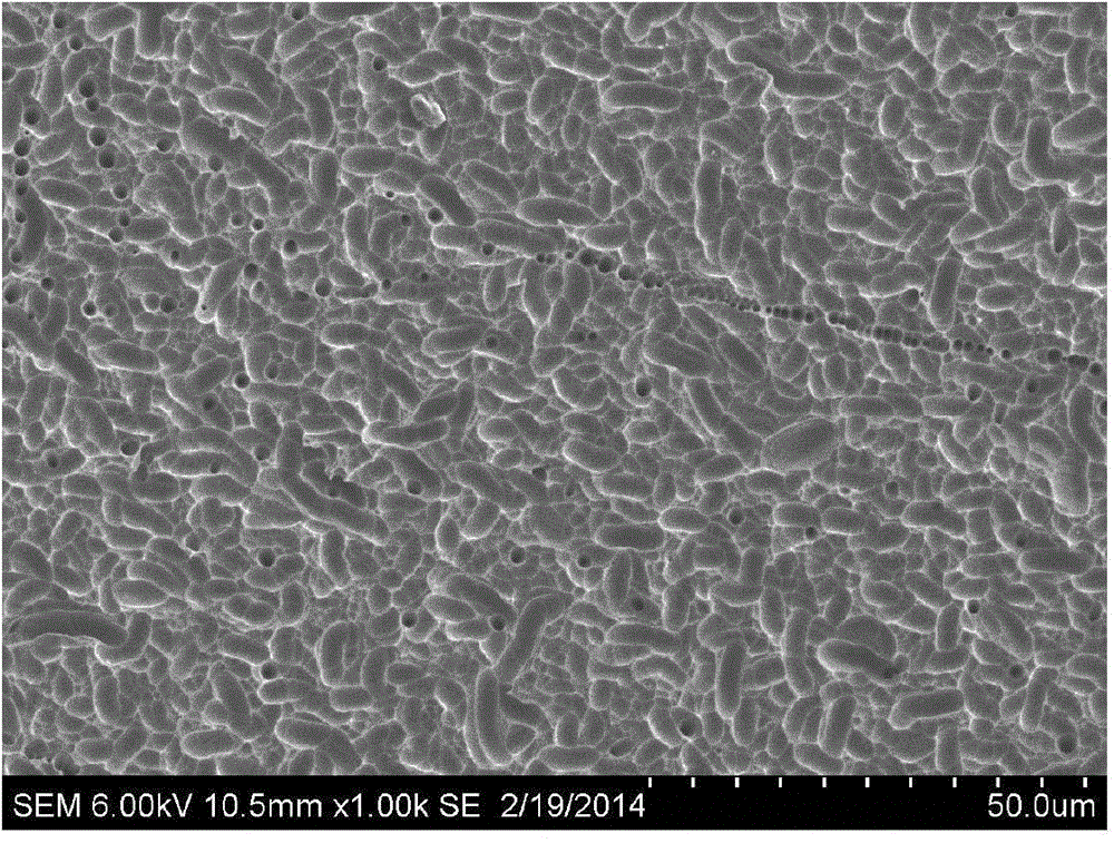 Texturing pretreatment liquid and texturing pretreatment method for diamond wire cutting polycrystalline silicon sheet, texturing pretreatment silicon sheet and application of texturing pretreatment silicon sheet