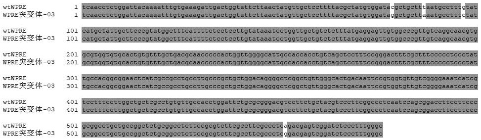 WPRE mutant virus vector and application thereof