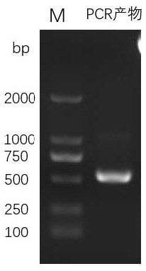 WPRE mutant virus vector and application thereof