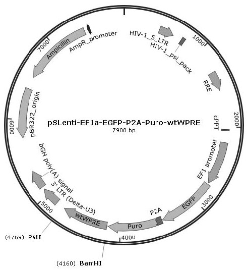 WPRE mutant virus vector and application thereof