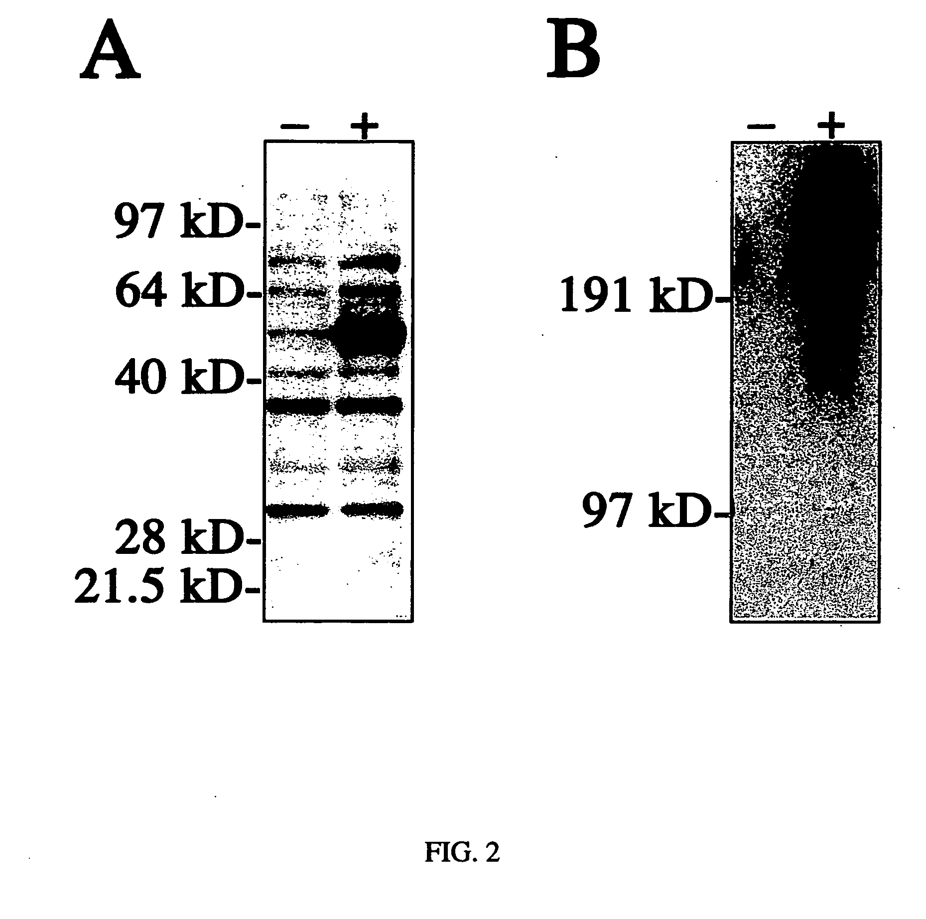 Methods for genetic immunization