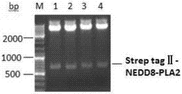 Ubiquitin-like substrate fusion protein as well as preparation method and medical application