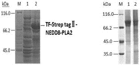 Ubiquitin-like substrate fusion protein as well as preparation method and medical application