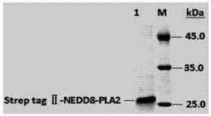 Ubiquitin-like substrate fusion protein as well as preparation method and medical application