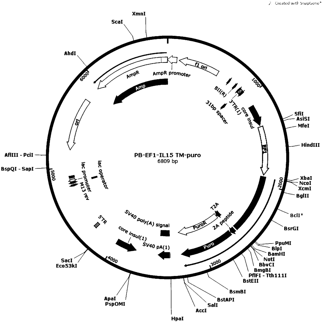 Genetically engineered cell and method for efficiently amplifying NK cells in vitro