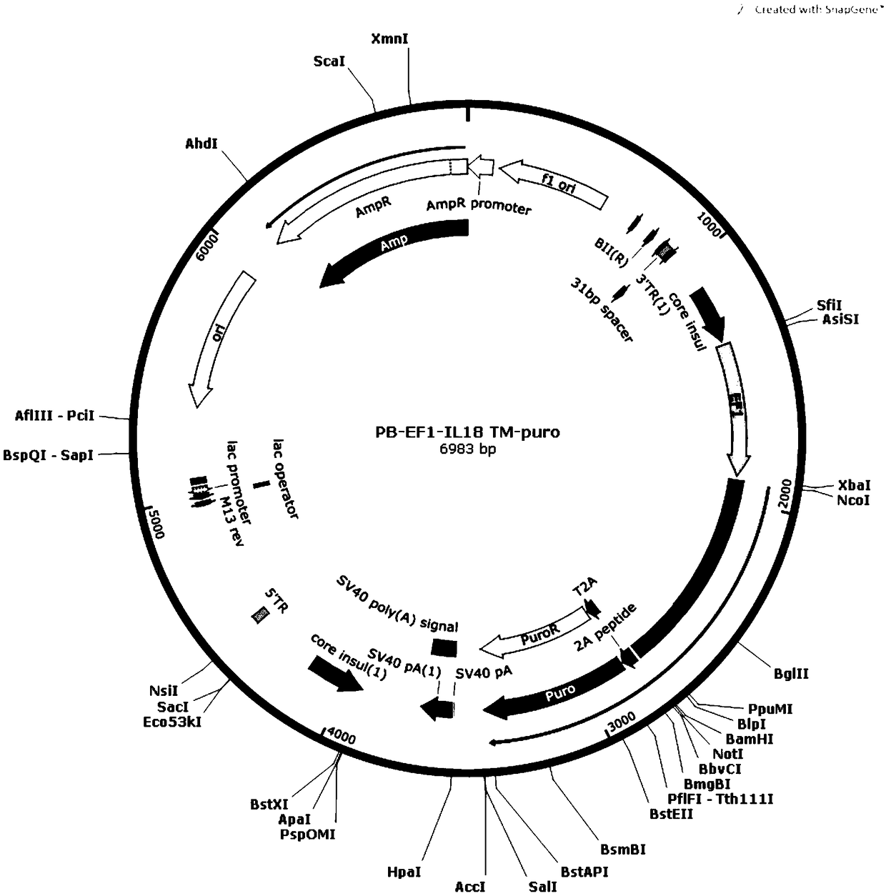 Genetically engineered cell and method for efficiently amplifying NK cells in vitro