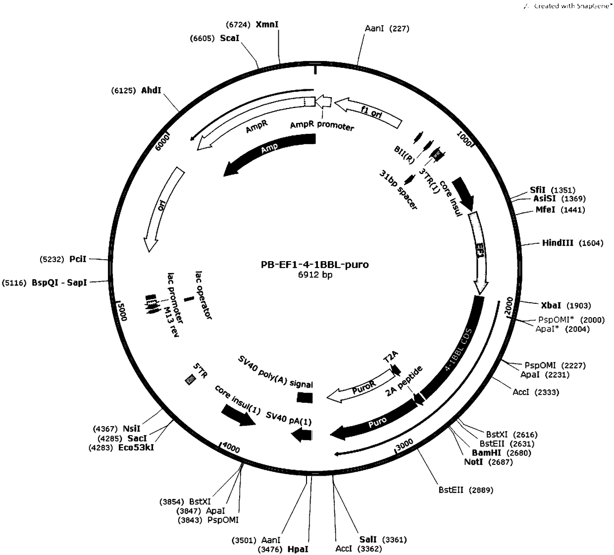 Genetically engineered cell and method for efficiently amplifying NK cells in vitro