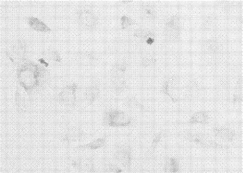 AEG-1 (Astrocyte Elevated Gene-1)/1E3 monoclonal antibody with high affinity