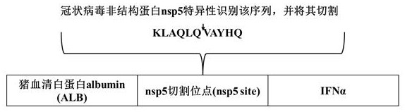 Fusion protein containing interferon alpha, recombinant strain for expressing fusion protein and preparation method of fusion protein