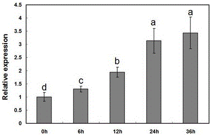 Cotton drought resistant gene GhEXP1 and applications thereof