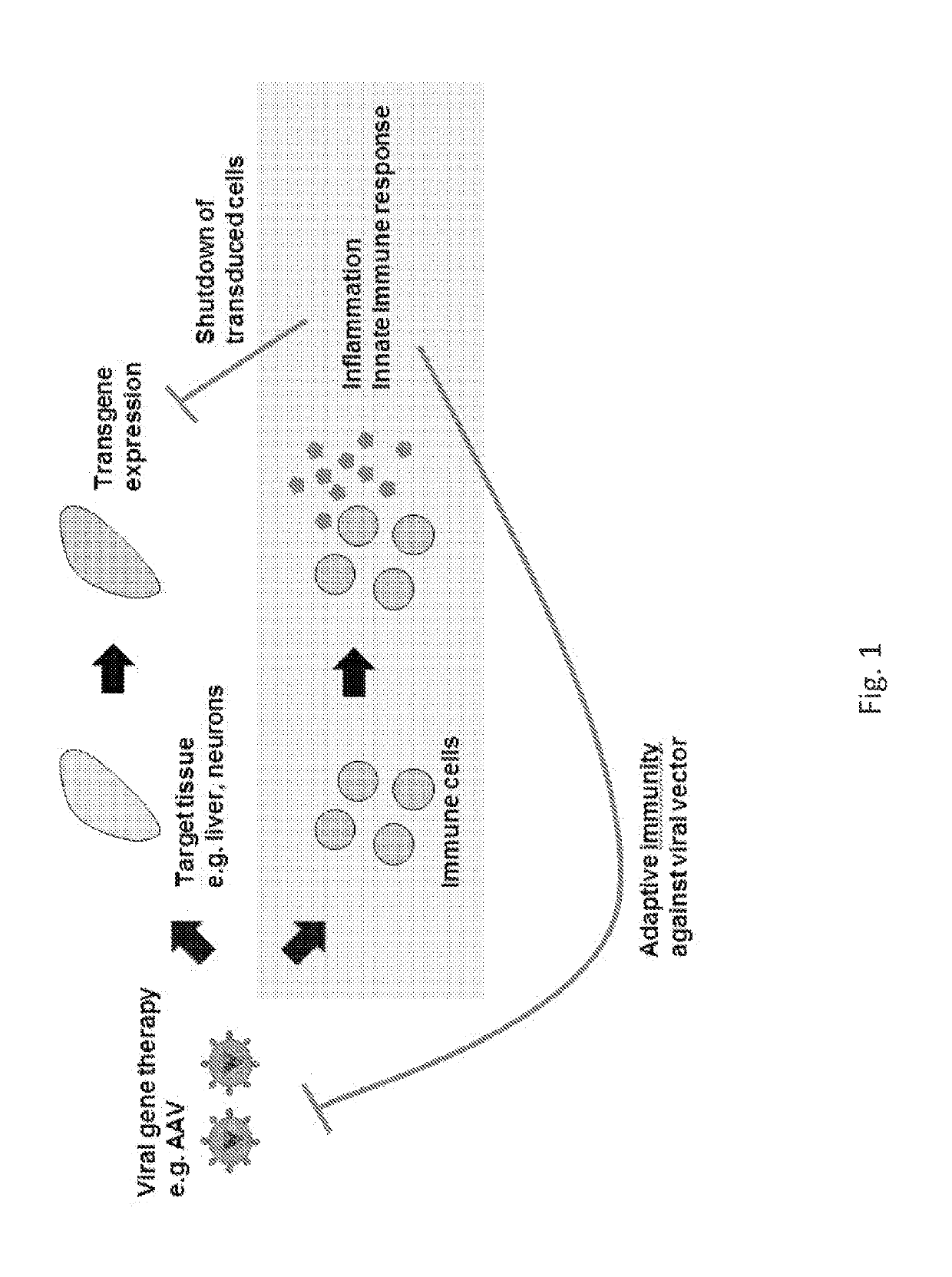 Engineered viral vector reduces induction of inflammatory and immune responses