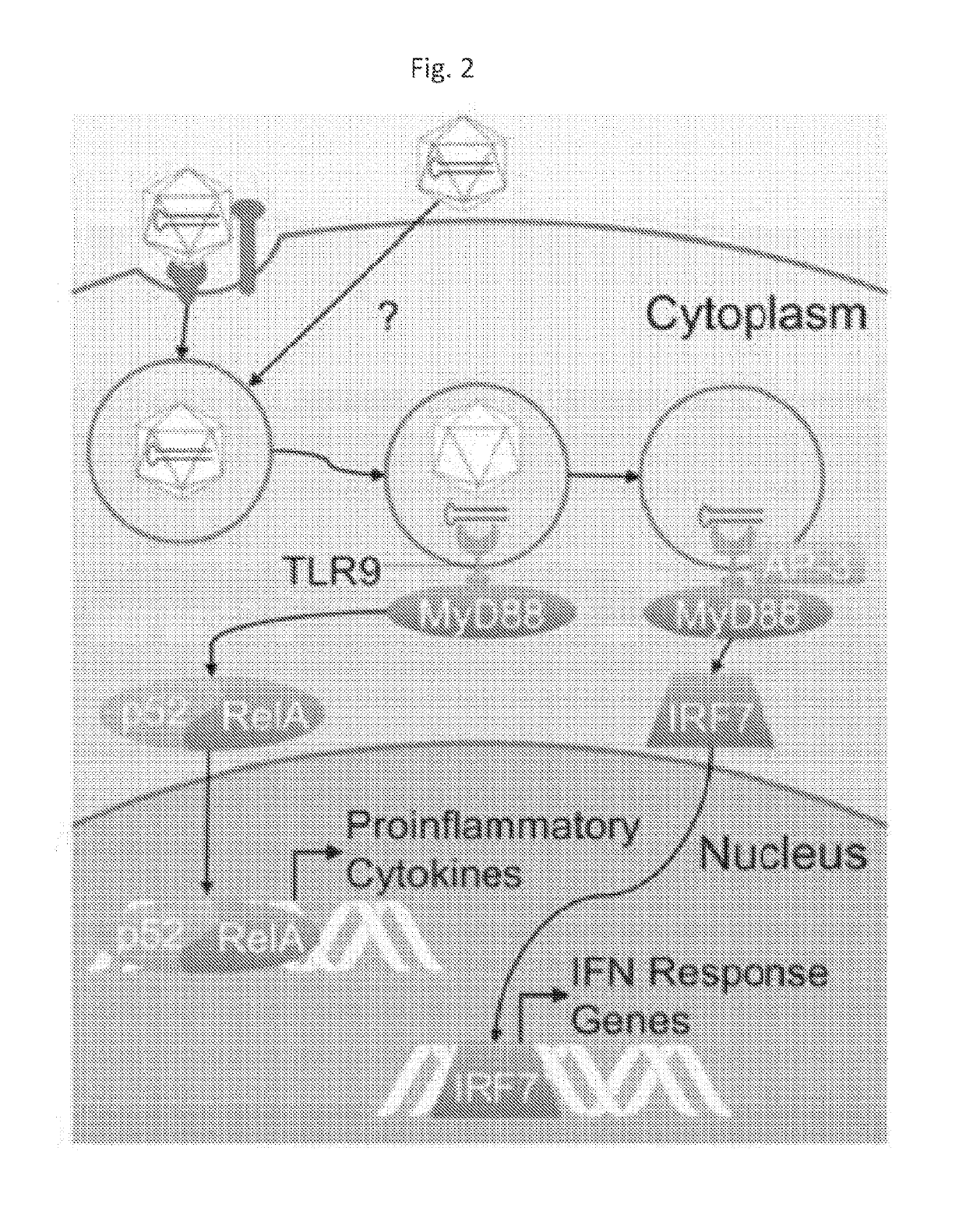 Engineered viral vector reduces induction of inflammatory and immune responses