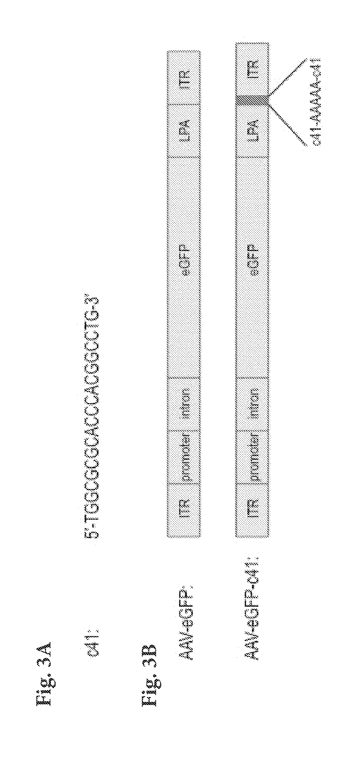 Engineered viral vector reduces induction of inflammatory and immune responses