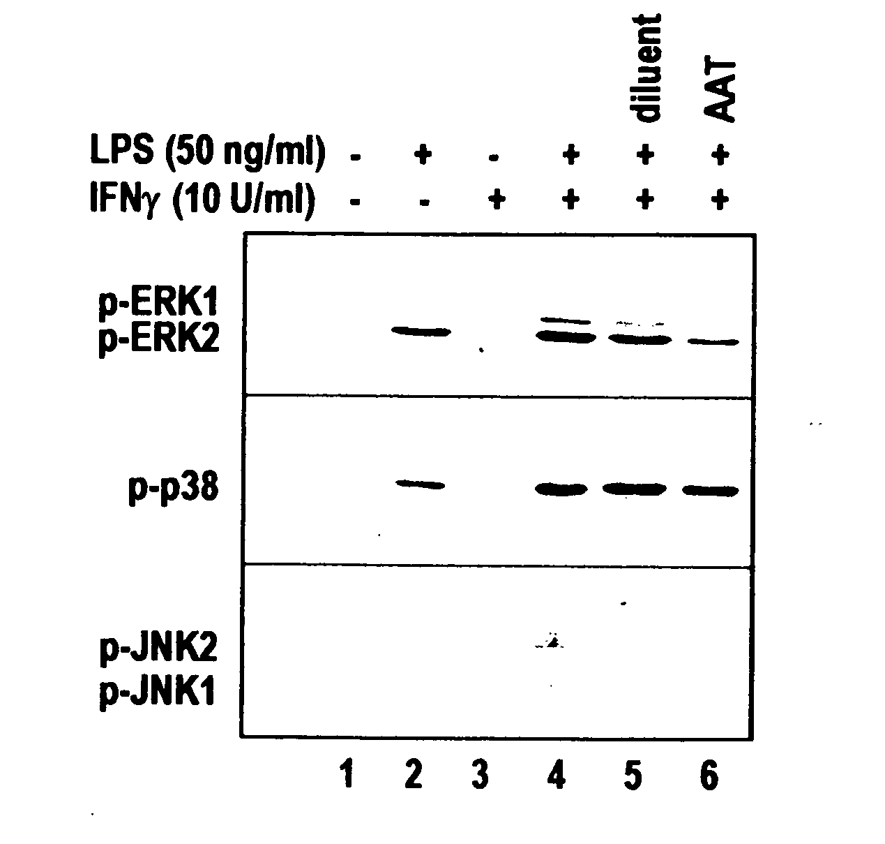 Inhibitors of serine protease activity methods and compositions for treatment of nitric oxide-induced clinical conditions