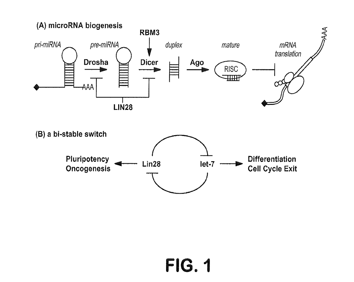 Methods for modulating cancer cells and stem cells