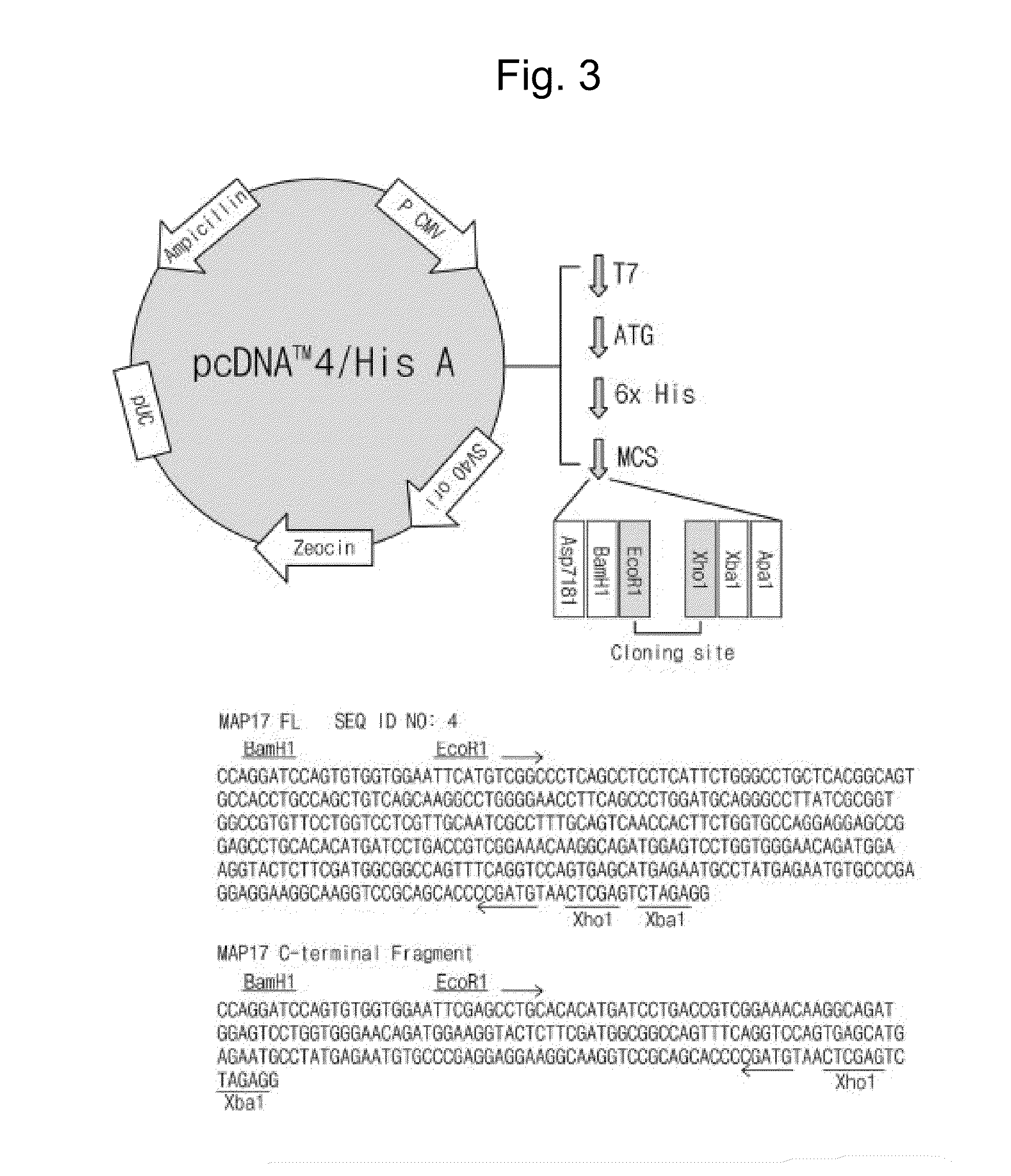 Method of screening material for improving skin functions