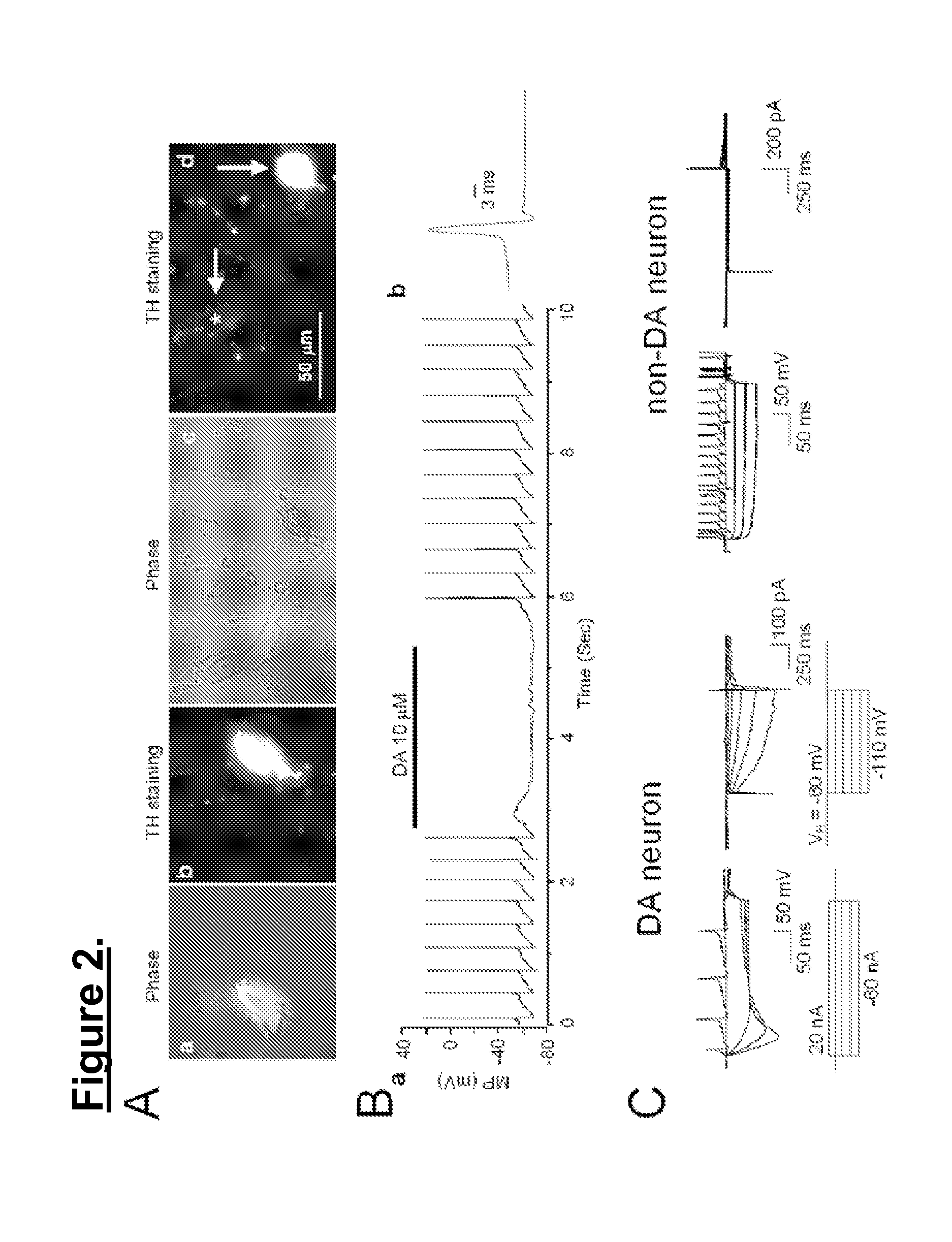 Novel methods of use of tetrahydroberberine (THB)